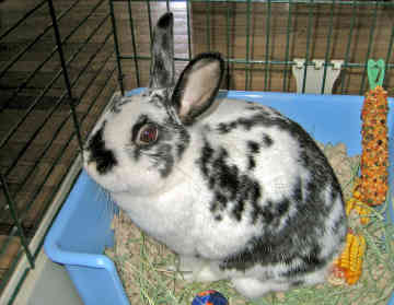Rabbits - So cute animals and as a pets are very good.