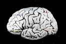 Left Brain, Right Brain? - A human Brain