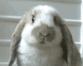 cute rabbit~! - see how it chews? sooo cute!! makes me want to squeeze it really really tight!!