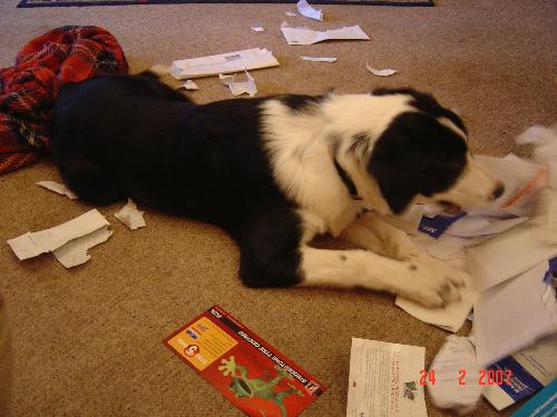 Puppy "helping" with the paperwork! - This is my border collie puppy shredding paper!