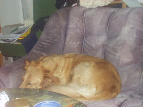 Bellamus - Photo of my beautyful dog Bella