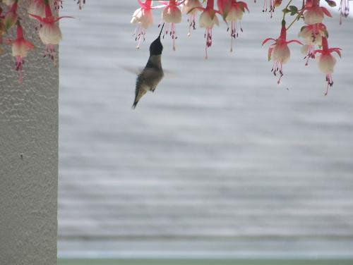 humming bird - a sure sign summer is here as a beautifull humming bird sucks the sweet nector from the flowers.