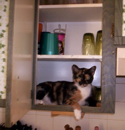 Patches - A picture of my cat Patches as she makes the cupboard her home