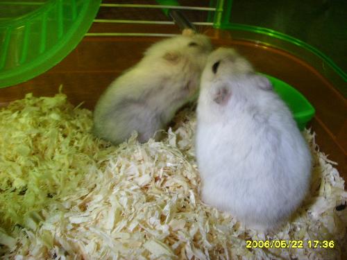 hamster - they drink together
