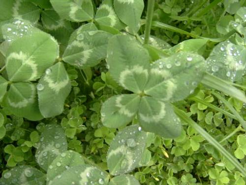 clover - this it the clovers we found on the day before my 20th birhtday.Wish it'll bring us good luck and to you all!