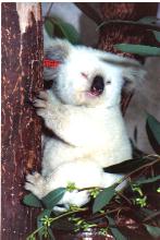 white koalas - they are rare but very cute!