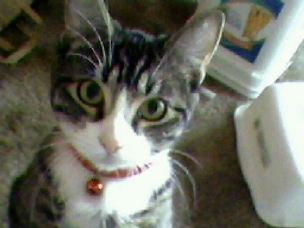 Tabby Perfection - Precious tabby cat curious about the camera.