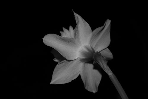 daffodil - just a daffodil