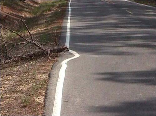 Road Marking  - How the people are lazy ? While marking road, they could not lift the branch of a tree.