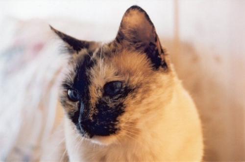 Pree, Tortie-Point Siamese - Pree is the daughter of Sachet, and will be 16 in July. She's a seal tortie point 'traditional' type Siamese.