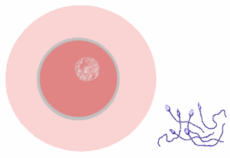 egg and sperm cell - Egg and Sperm cell to reproduce life. egg and sperm cell - Egg and Sperm cell to reproduce life.