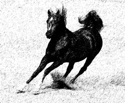 horse  - horse running