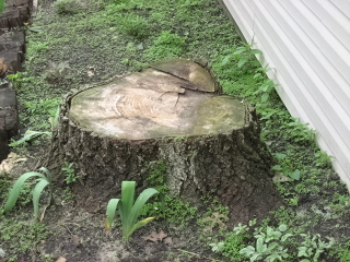 1950&#039;s Tree - The remains of a beautiful tree that threatened my garages structure which I had to cut down.