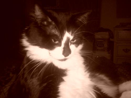 Mister Meow Meow - My evil but adorable cat.