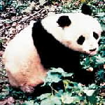 My panda, the gorgeous Zhu Xiong - My panda the goregous Zhy Xiong who Ive adopted, and who i love to bits!