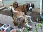 Lap Dog - image of a St. Bernard sitting in presumably owner's lap.