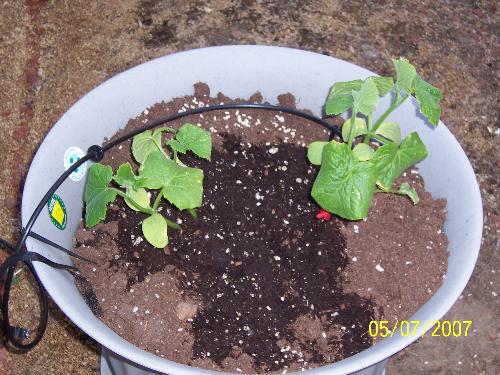 Cucumbers in a large pot - My cucmuber are in a large pot with mircle grow potting soil. They will have lots of room to vein out. They are the burpless kind. I love cucumbers.