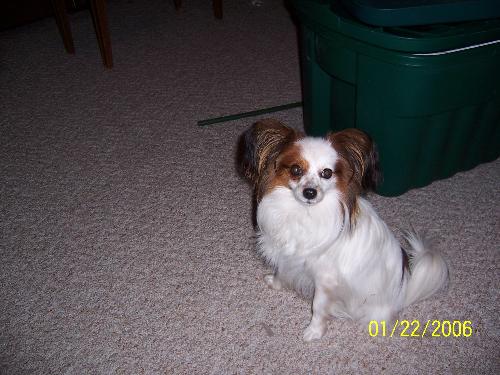 Petie  - Petie age 5 sitting down minding for once and not barking.