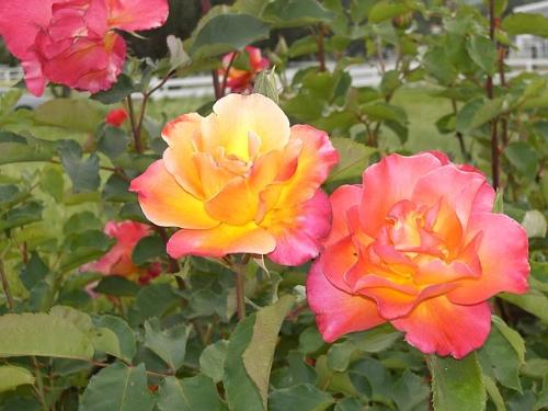 rose - A beautiful rose growing at the country property my husband and I hope to buy soon. I don't know the variety, but it looks as though it's glowing!