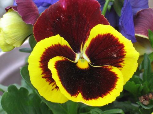 Great Color Combo - This color combo is and has always been my favorite of the ones I have planted arounf my yard.