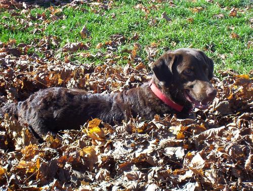 chessy in camo - My chessy playin in the fall leaves