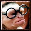Monkey with glasses - A sympatic monkey with glasses