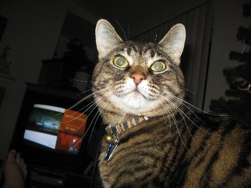 George - My cat George