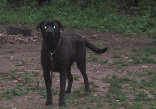 Little Bit - This is my son's black lab puppy...he is just over a year old....