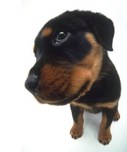 Dogs - A rottweiller puppy dog