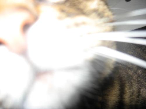 A Nose - George's Nose