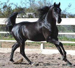 Black Stallion - Black Stallion