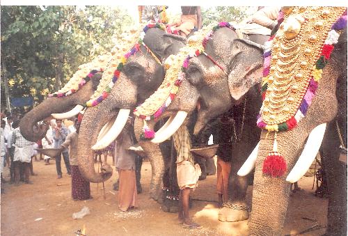 Pooram - Temple Festival. - Elephants during a temple festival in the Thrissur district of Kerala.