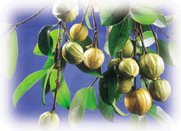 Garcinia Cambogia - This is a herb that is used in promoting weight loss