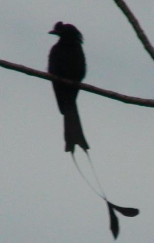 Drongo - This is the greater rattle-tailed drongo, a great imitator of noises and a confirmed exhibitionist.