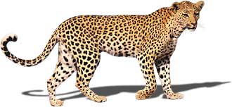 Leopard - Wild Animal