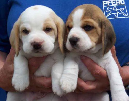 Beagle puppies - Awwww, arent they the cutest pups ever!! They are magnificent creatures, good friends and great dogs. I love Beagles! DO you? :)
