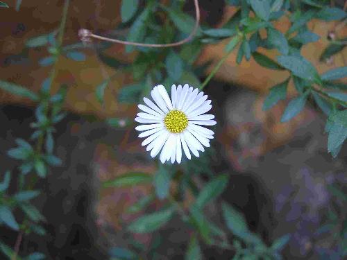 my thailand tour - road side wild flower
