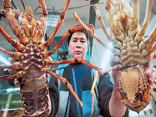 a very expensive seafood, lobster - a very expensive seafood, lobster, giant