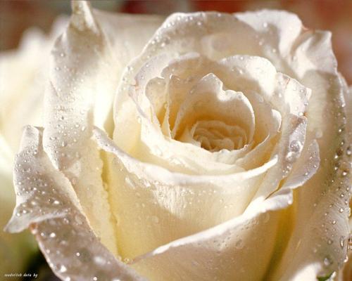 Which rose you like - Its a beautiful one like my girlfriend