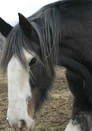 Jake, close up portrait - Jake is a Clydesdale, and a very large one: he must be a good nineteen hands. When I groom him, I can't see his back, even standing on my toes (and I'm not short, I'm 5'6'). So, sweet boy that he is, Jake will bend a back leg and tilt his back toward me so I can brush him.