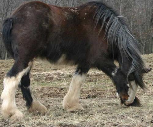 Jake's Itchies - Jake the Clydesdale, taking a moment to strike a pose ... and scratch his nose!