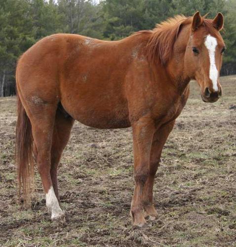 Watson, sorrel Quarter Horse - Watson is one of the rescued horses at the farm, who is now being ridden by a young lady who works there as a volunteer. I don't know if it's official yet, but Watson and his young friend have hit it off so well that I'd guess an adoption is in their future....