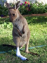 kangaroo - kangaroo