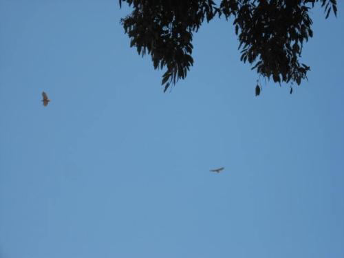 Hawks - Hawks swirling above Tapo Campground in S. Calif.