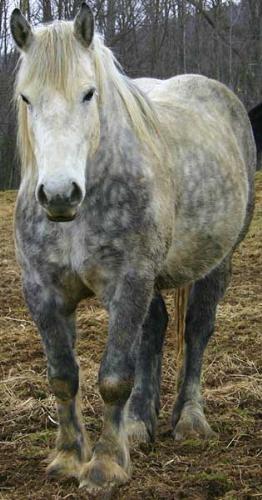 Zeus, a Percheron - Zeus is a Percheron, another big guy, though no where near as big as Jake. Zeus is a border at the farm, and a total sweetheart!