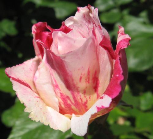 Candy stripe rose - From my garden.