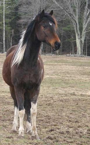 Boomerang - The elder daughter of the family who owns the rescue farm where I volunteer rides Boomerang as her show horse. He's such a sweet boy, and he and his young human are great friends.