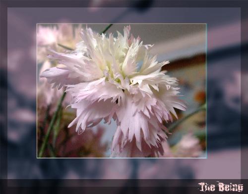 flower - this is a photo i took yesterday of a flower and modified in adobe photoshop. hope you like it! if you do, please rate it! :) thanx!