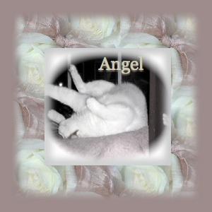 My Kitty - Sweet kitty