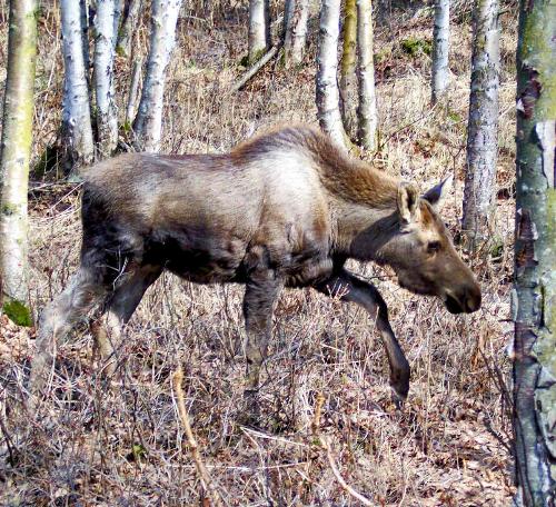 Newly on Her Own - This little moose is a yearling calf. She appeared to be very unaware of any dangers from humans. I got within 10 feet of her very easily before she showed any signs of discomfort at my presence. She appears to be an 'early run off'. This means that the mother probably had a late Spring Calf and couldn't take care of her anymore so chased her away. Most of the time calves stay with their mothers for up to two years. Also, she may be an orphan. Mom might have been hit by a car. Her lack of fear towards humans is a little scary. She could end up in trouble. But, my guess is she will live in the park until she is big enough to make it to the mountains on her own. (That's where they go when it's time to find a hubby moose). She is only about as tall as I am (a little over five feet). It will be interesting to watch her grow up! I plan to try to keep track of her over the summer because we spend a lot of time in park she lives in and would be neat to be able to see how she develops after being left alone at such a young age. As a nature photographer I am very very grateful to her for allowing me to be so close that I could get these awesome shots!